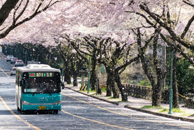 bus sous des cerisiers en fleur