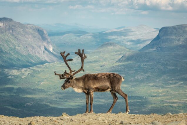 Cerf, Norvège