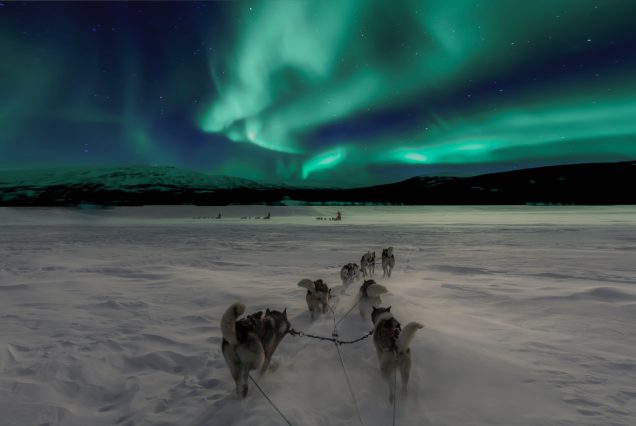 chien de traineaux sous des aurores boréales