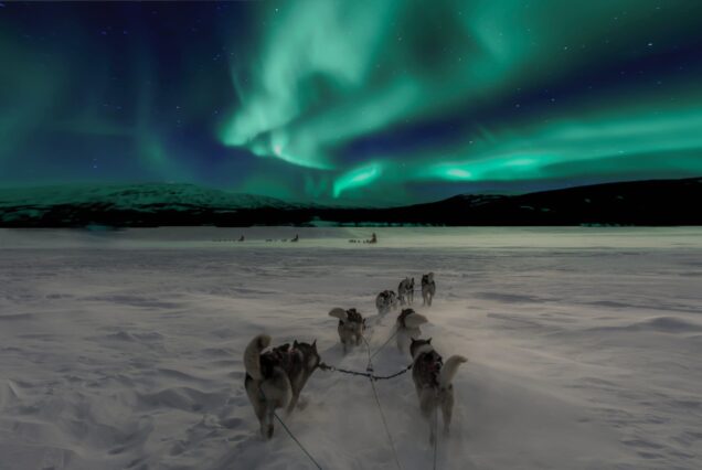 Chiens de traineau, aurores boréales, Norvège