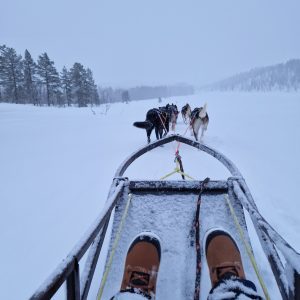 chien de traineaux