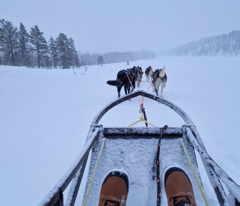 Chiens de traineaux