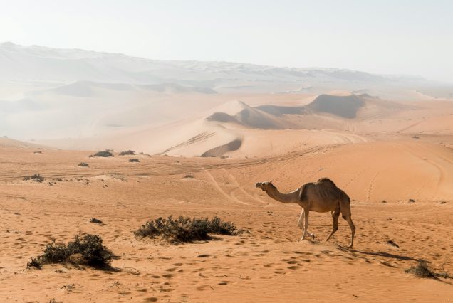 dromadaire désert oman