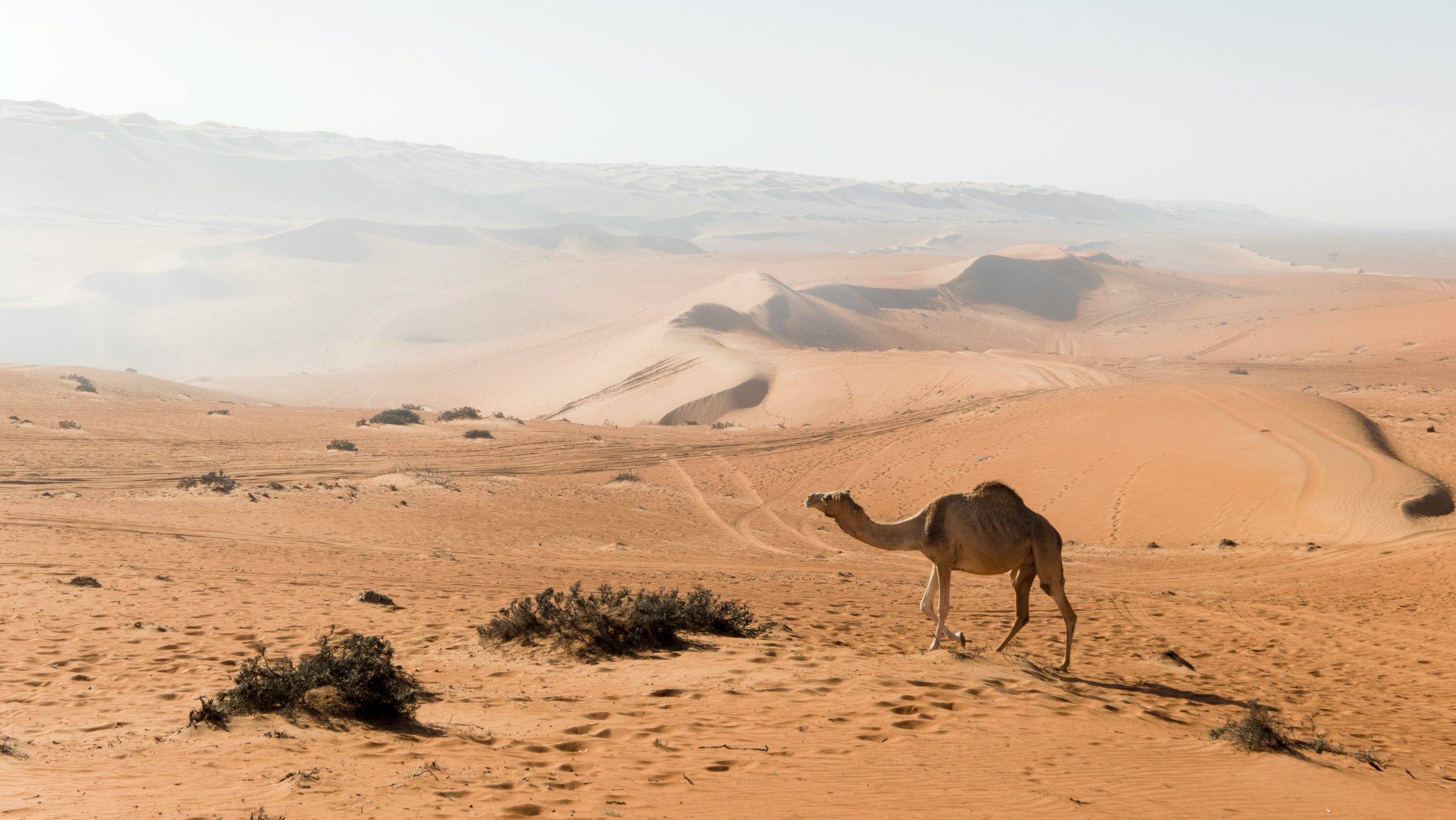 dromadaire désert oman