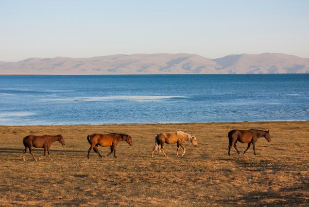 chevaux en liberté kirghizistan