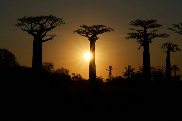 baobab coucher de soleil