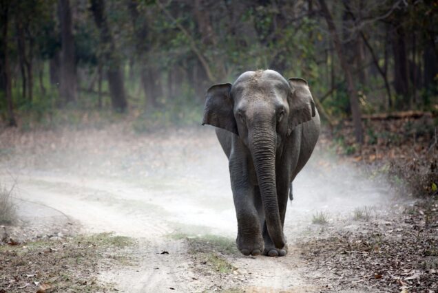 Éléphant d'Asie, Inde