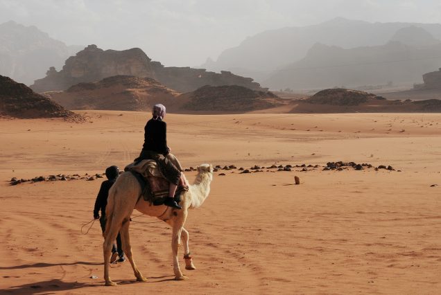 dromadaire desert petra