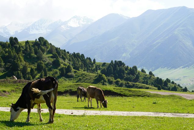 vache qui broute kirghizistan