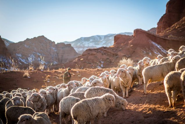 berger avec son troupeau de mouton kirghizistan