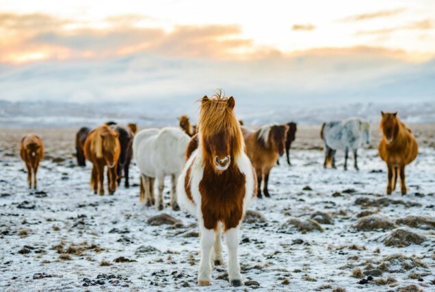 Chevaux islandais