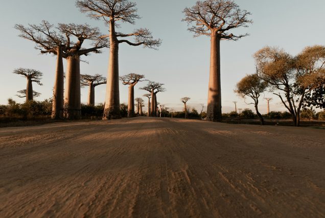 baobab sénégal