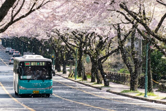 Bus coréen sous des cerisiers en fleurs
