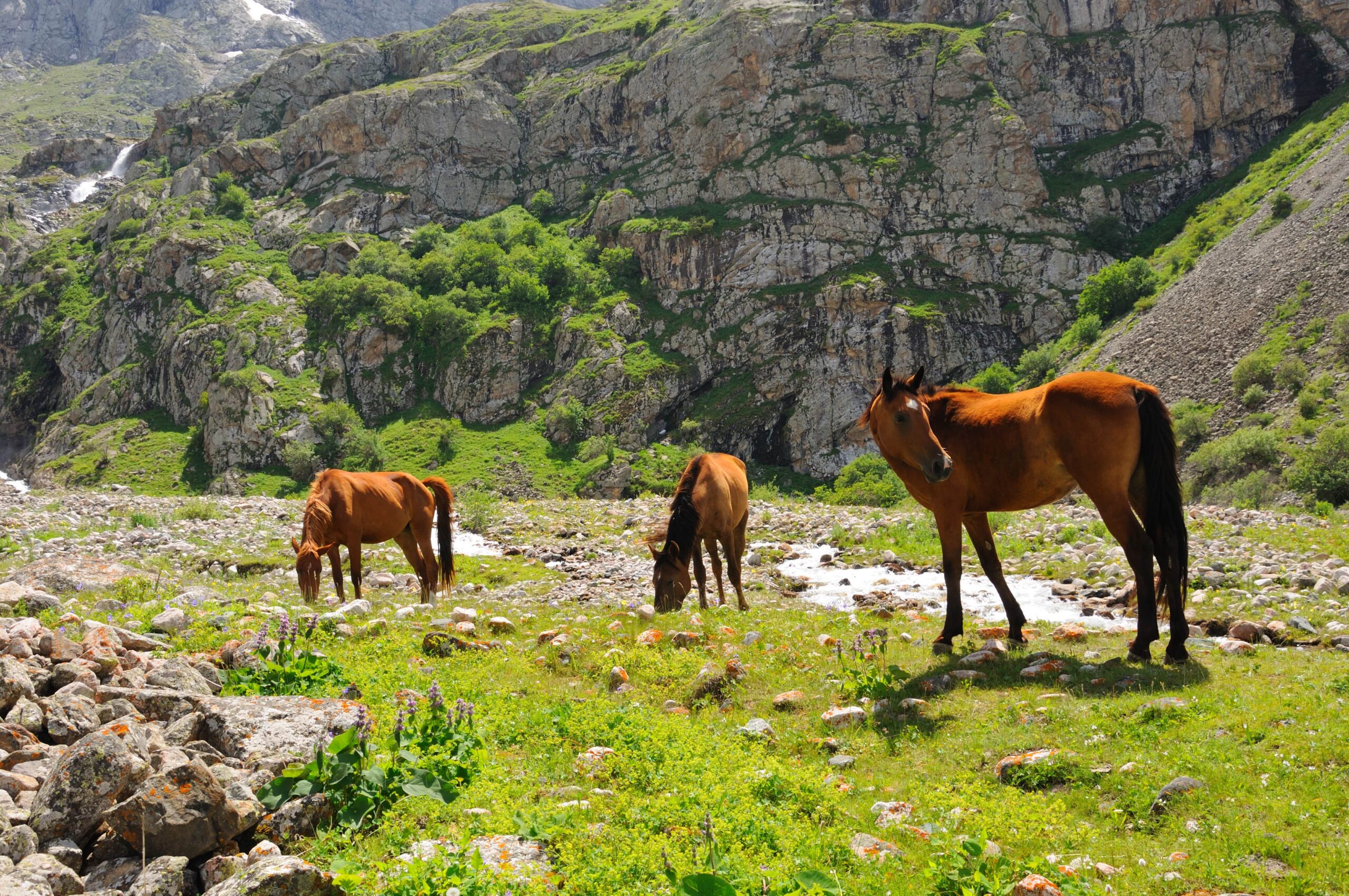 chevaux sauvages kirghiz