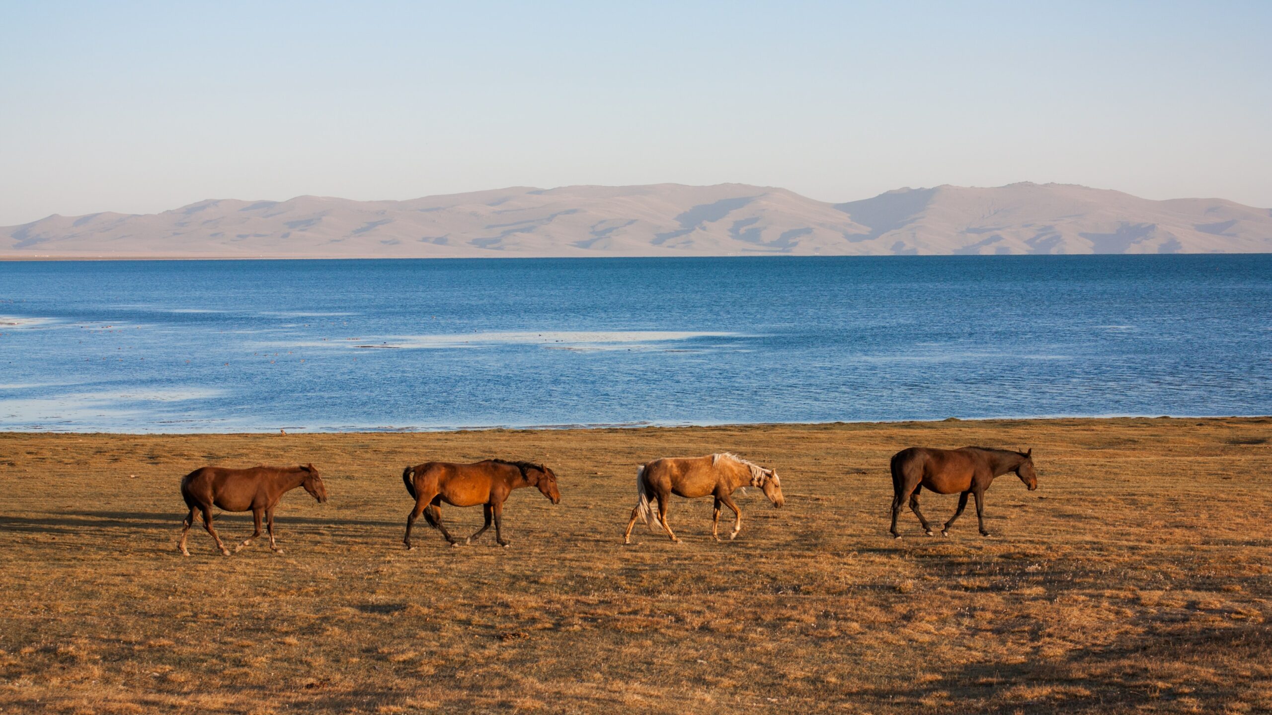 chevaux sauvages kirghiz devant un lac