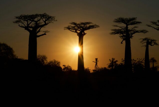 Baobab coucher de soleil