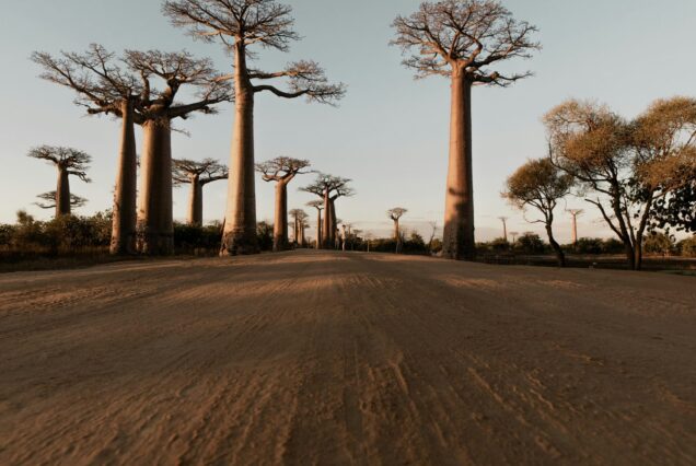Baobab Sénégal