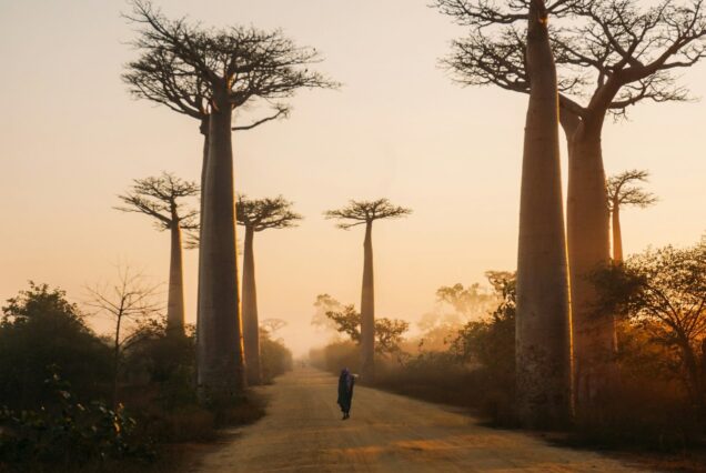 Baobab