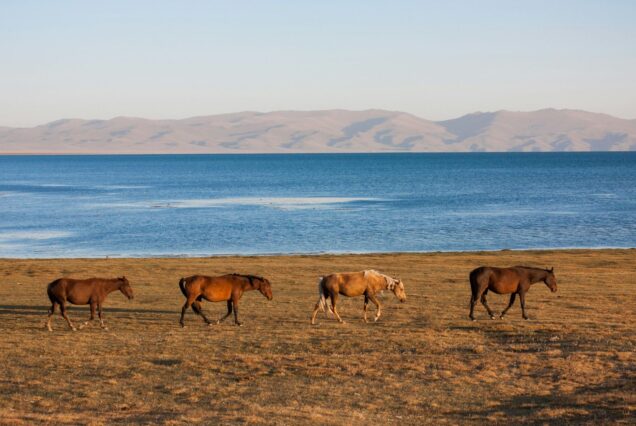 Chevaux en liberté Kirghizistan