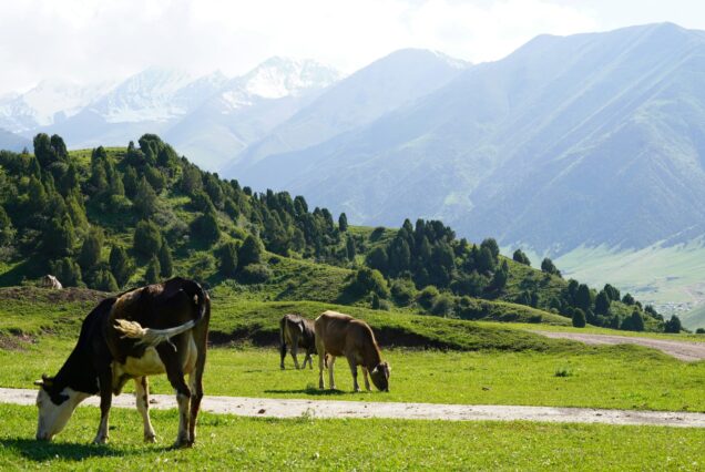 Vache qui broute Kirghizistan