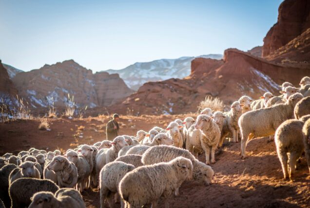 Berger avec son troupeau de mouton Kirghizistan