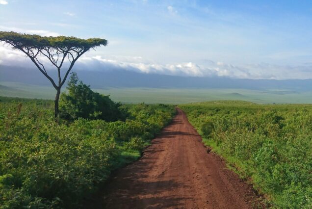 Safari Zanzibar