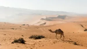 dromadaire désert Oman