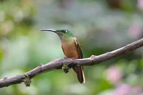 Colibri sur sa branche