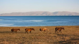 chevaux en liberté kirghizistan