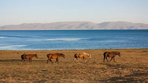 Chevaux en liberté Kirghizistan