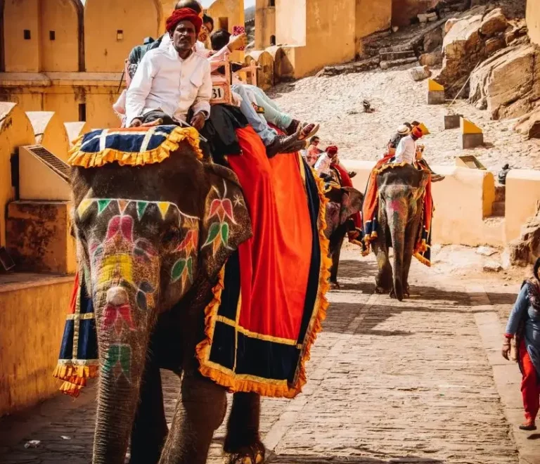 elephant, Inde, Voyage, Terres de Cultures