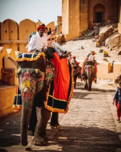 elephant, Inde, Voyage, Terres de Cultures