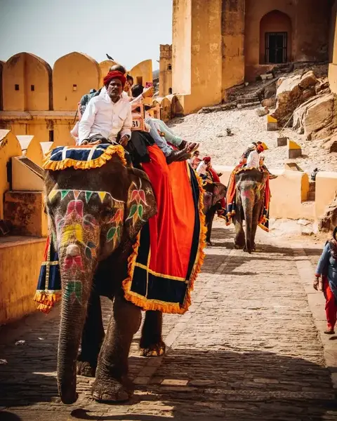 elephant, Inde, Voyage, Terres de Cultures