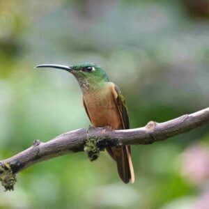 Colibri sur sa branche