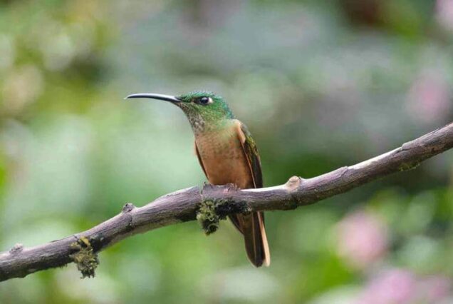 Colibri sur sa branche