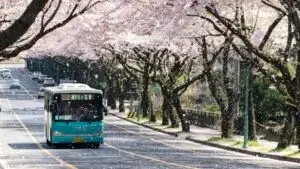 Bus coréen sous des cerisiers en fleurs