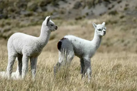 Guanacos d'Équateur