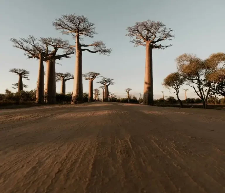 Baobabs, Sénégal