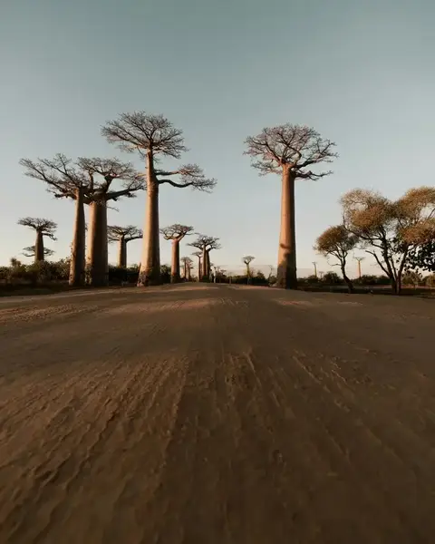 Baobabs, Sénégal