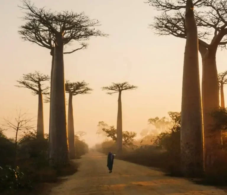 Baobabs, Sénégal, Terres de Cultures