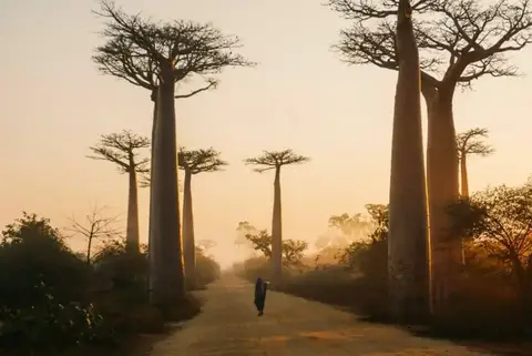 Baobabs, Sénégal, Terres de Cultures