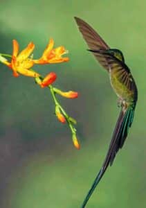 Voyage en Équateur, colibri, jungle amazonienne
