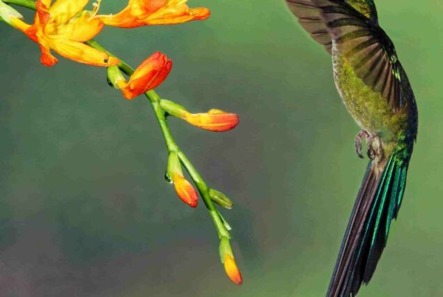 Voyage en Équateur, colibri, jungle amazonienne
