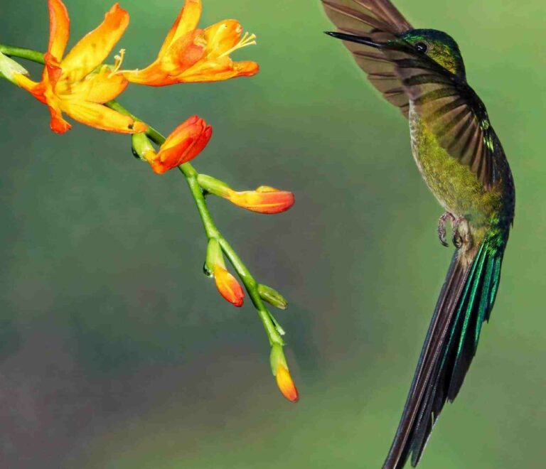 Voyage en Équateur, colibri, jungle amazonienne