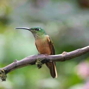 Voyage en Équateur, colibri, jungle amazonienne