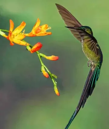Voyage en Équateur, colibri, jungle amazonienne
