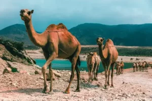 oman-voyage