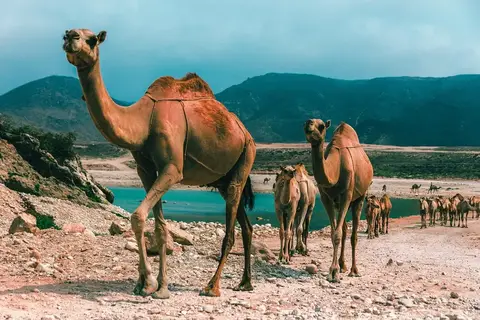 oman-voyage