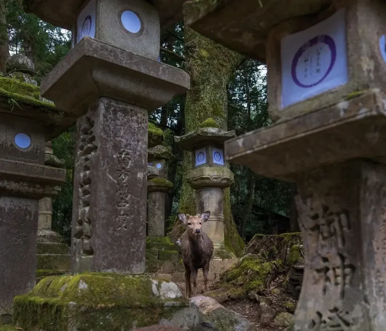 Nara, biche, Japon, halal